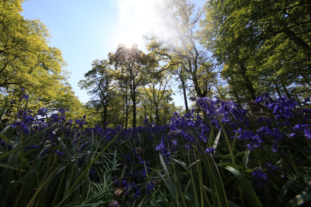 Bluebells at Eynsham Park