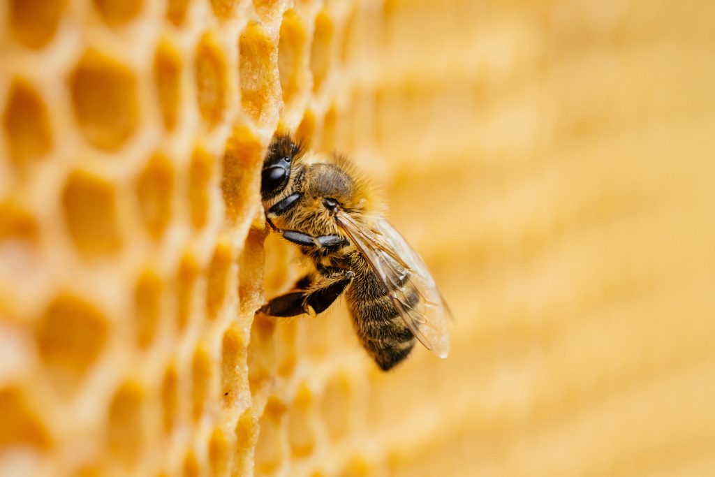 Bee working on honeycomb