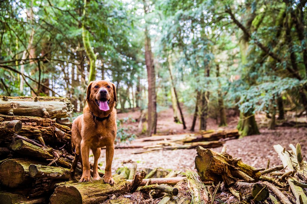 A dog in the woods